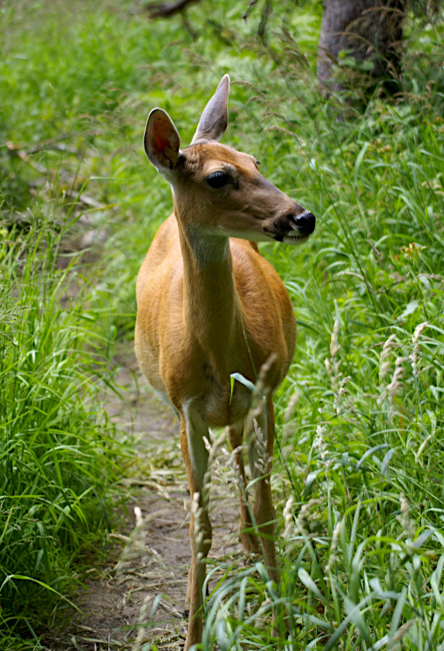 Deer at Grinnell Lake, Glacier National Park