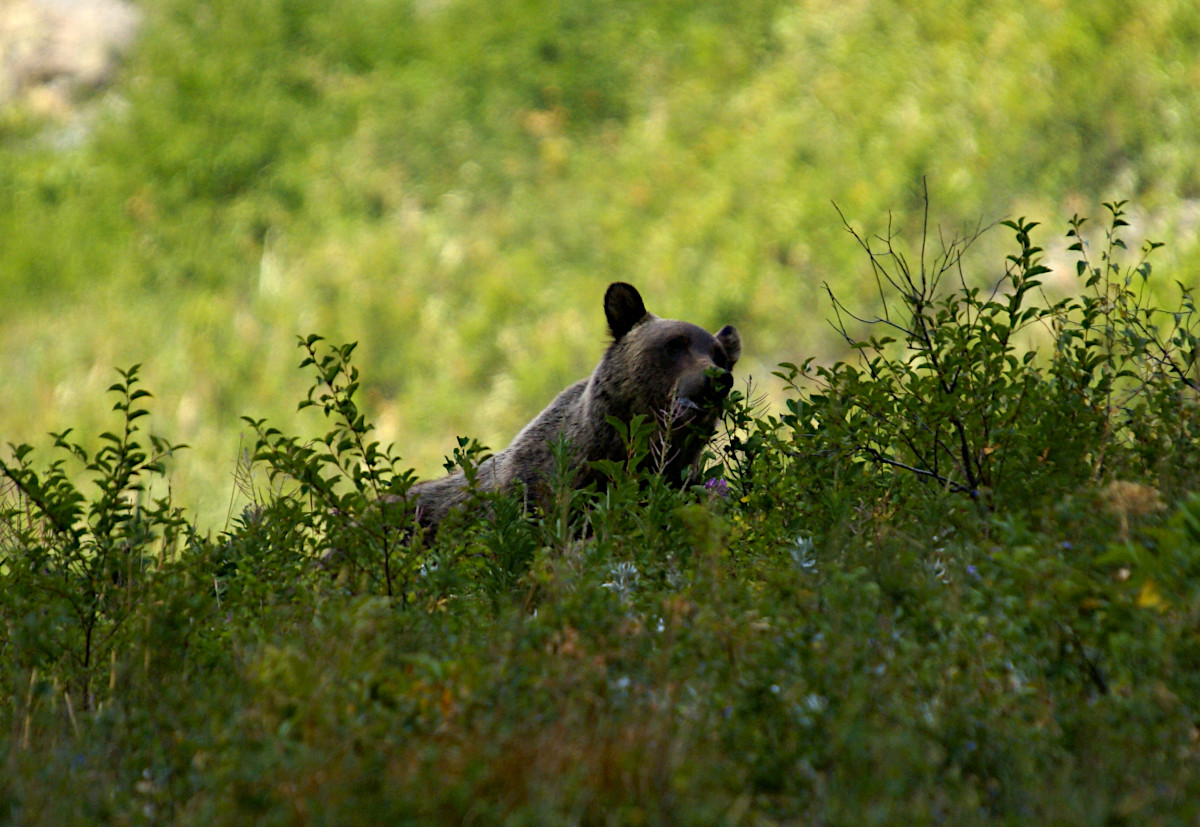 Sighting of a bear at Grinnell Lake hike, North Shore Josephine Lake Trail, Glacier National Park