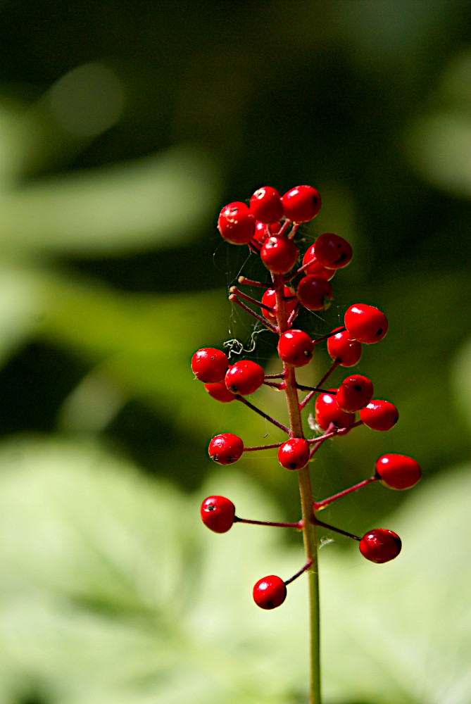 red baneberry berries, Glacier National Park