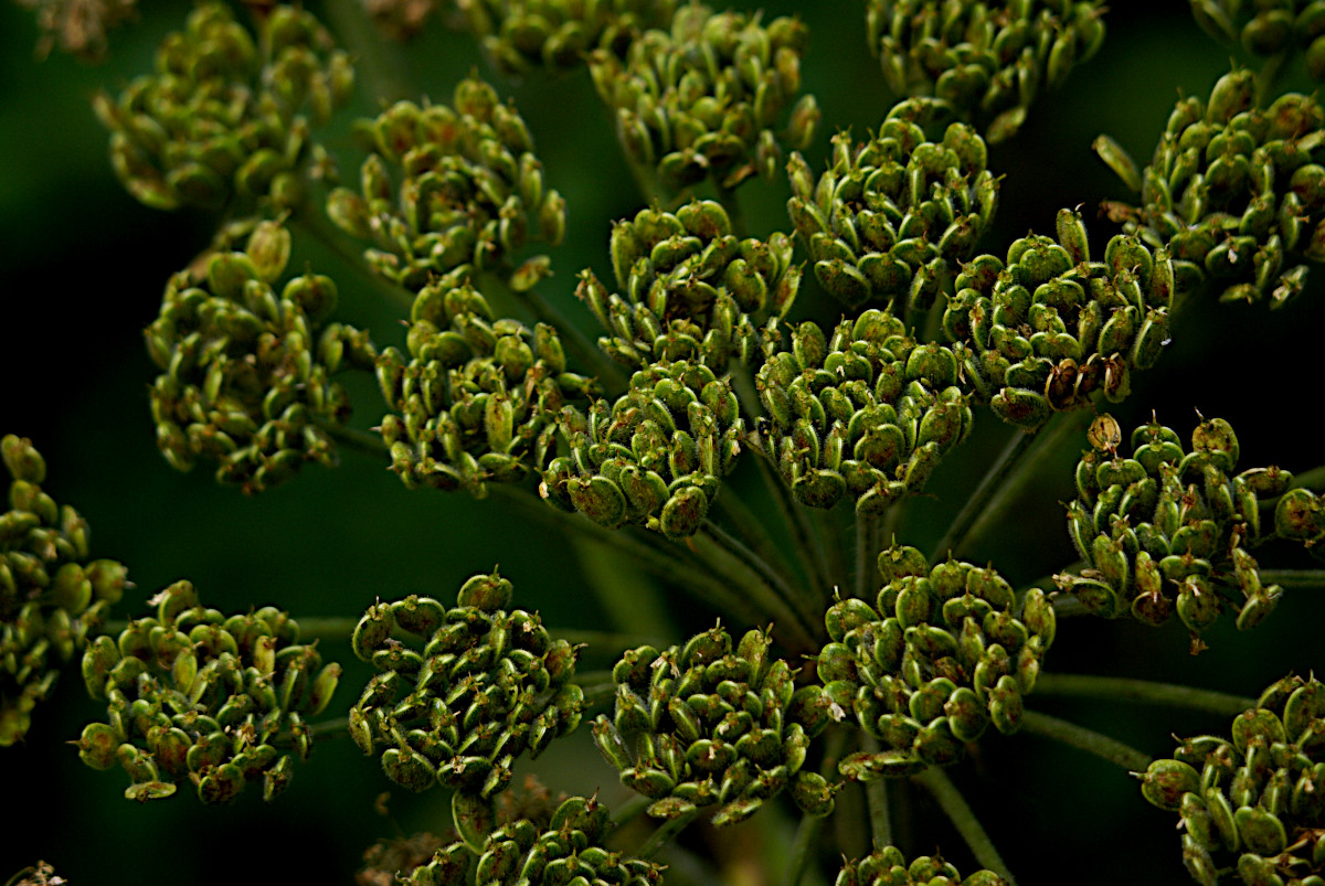 American cow parsnip, Glacier National Park