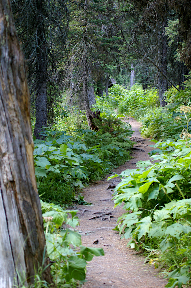 , Glacier National Park