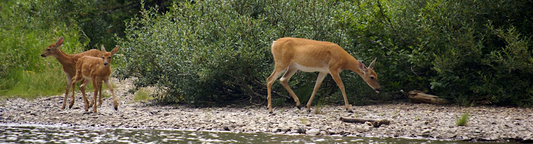 Deer at Grinnell Lake