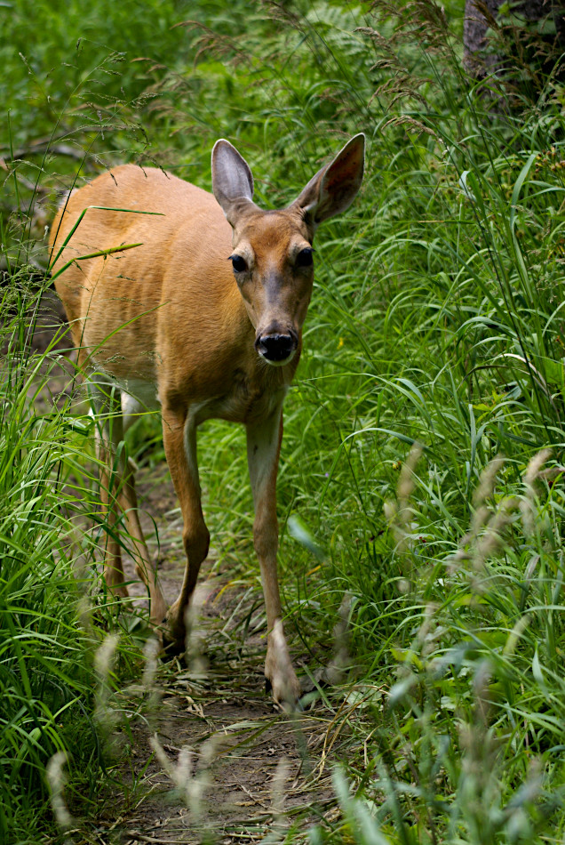 Deer at Grinnell Lake, Glacier National Park