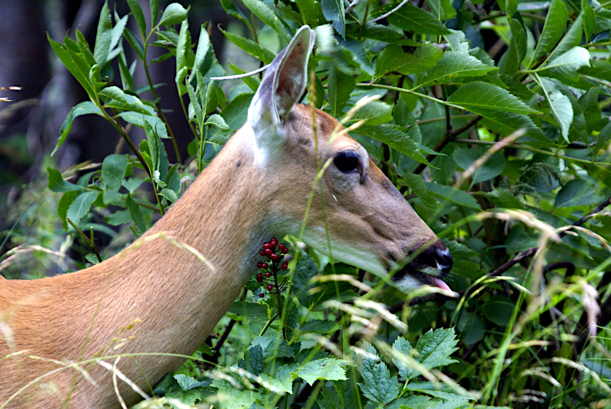 Deer at Grinnell Lake, Glacier National Park