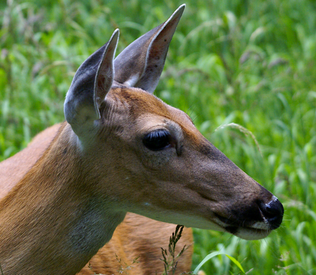 Deer at Grinnell Lake, Glacier National Park