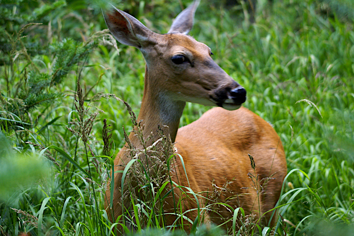 Deer at Grinnell Lake, Glacier National Park