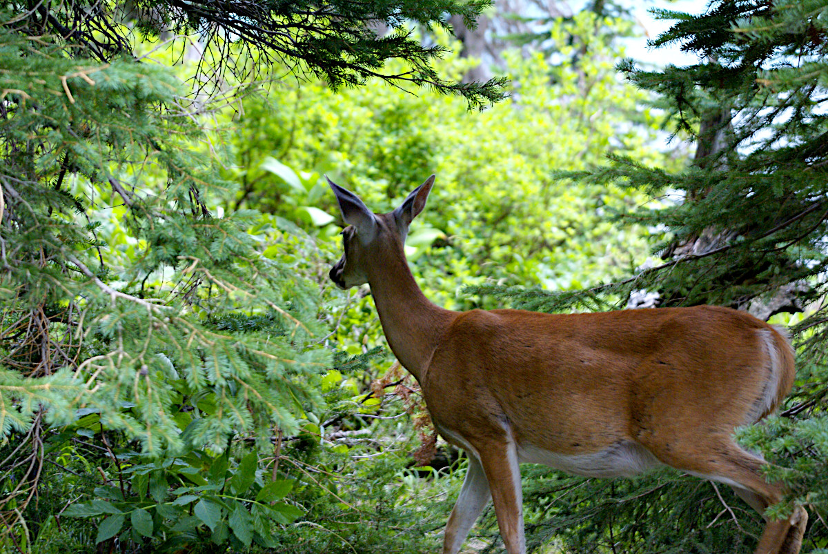 Deer at Grinnell Lake, Glacier National Park