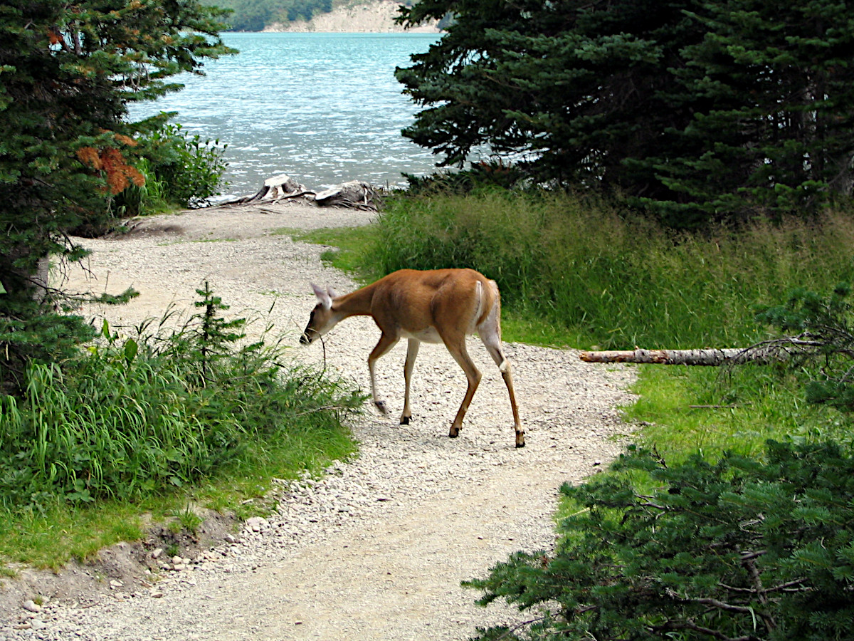 Deer at Grinnell Lake, Glacier National Park