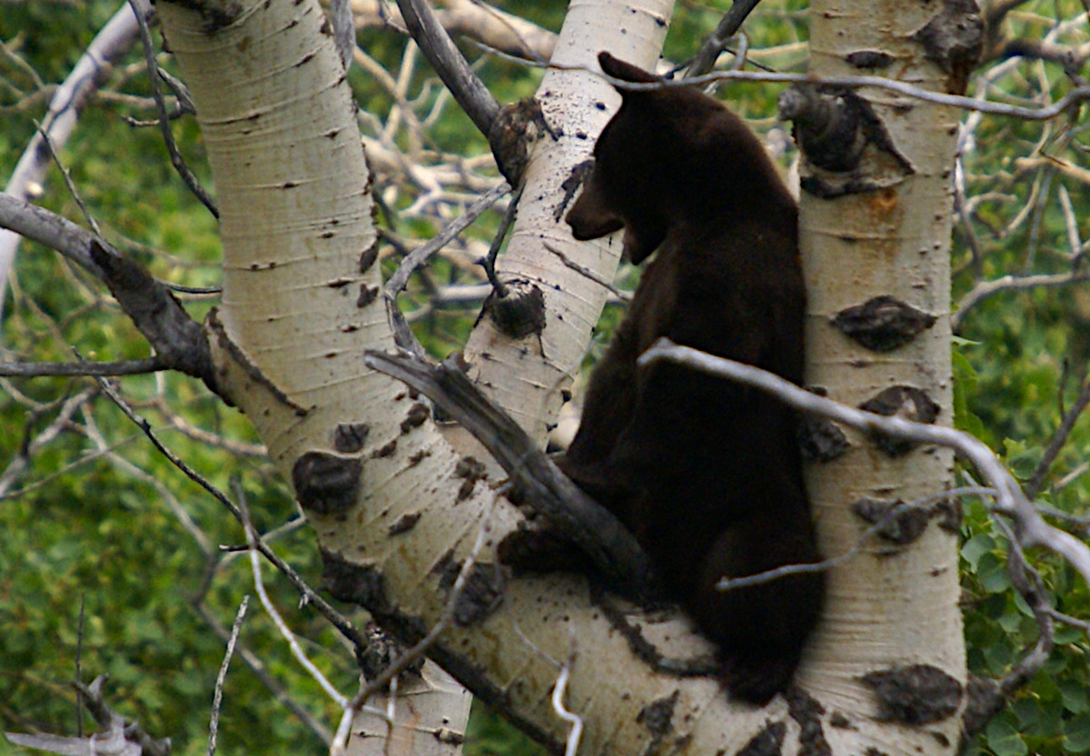 Bear cub high up in a tree in Glacier National Park