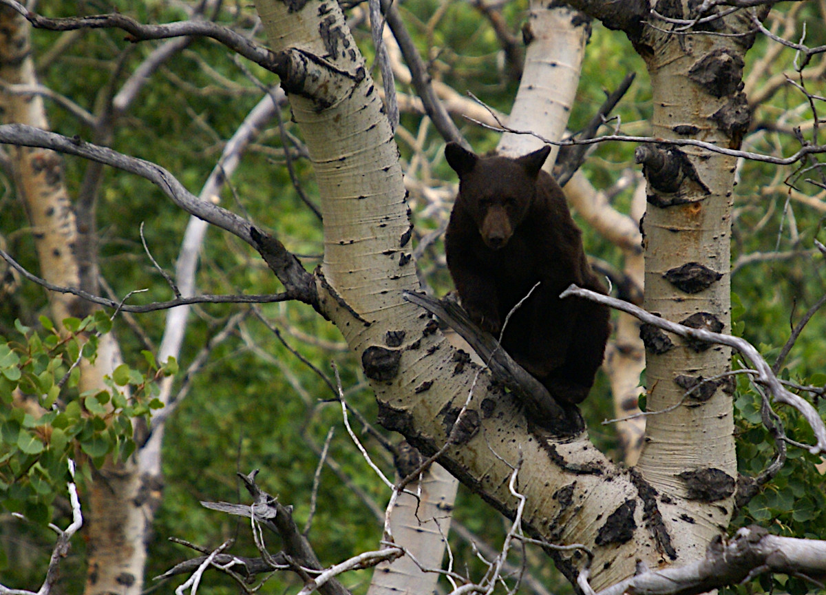 Bear cub high up in a tree in Glacier National Park