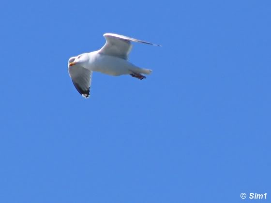 Seagull