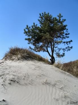 dunes