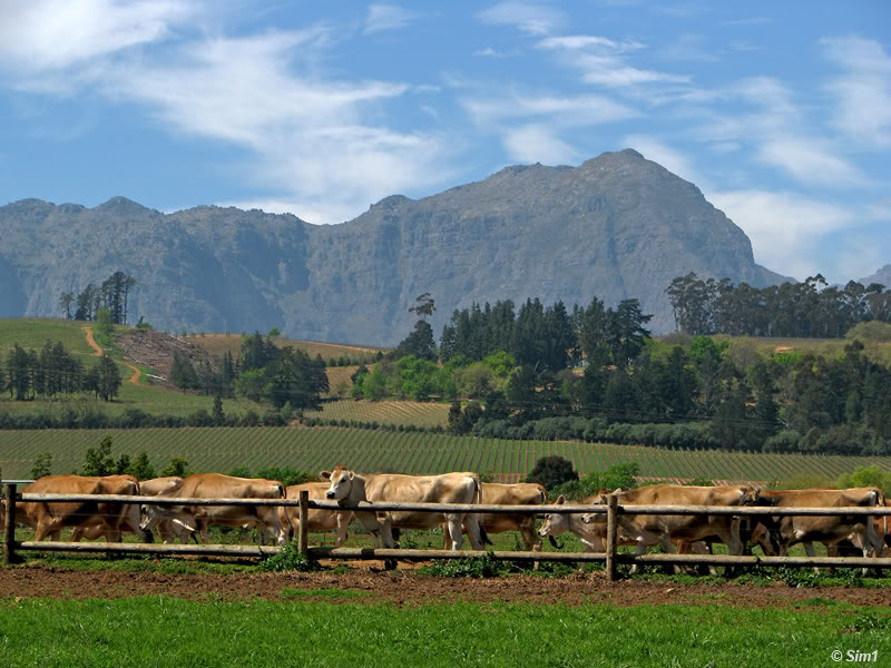 Stellenbosch