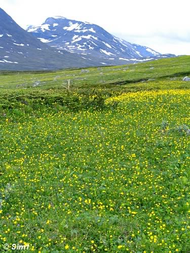 Valley filled with flowers