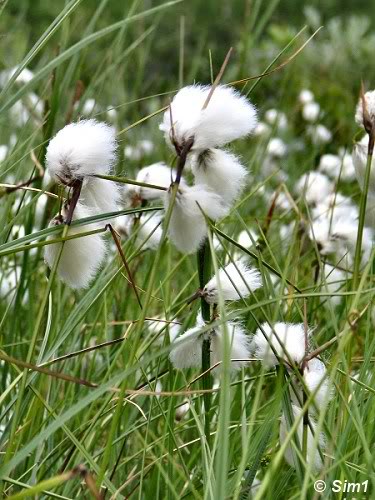 Sim1travels Cottongrass