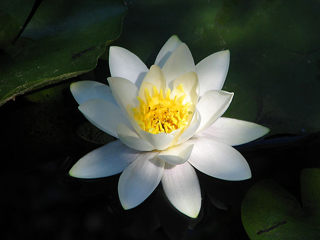 white waterlillies