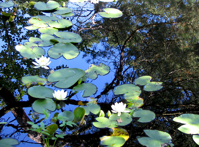 Waterlilly pond Marstrand