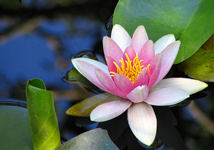 red waterlillies