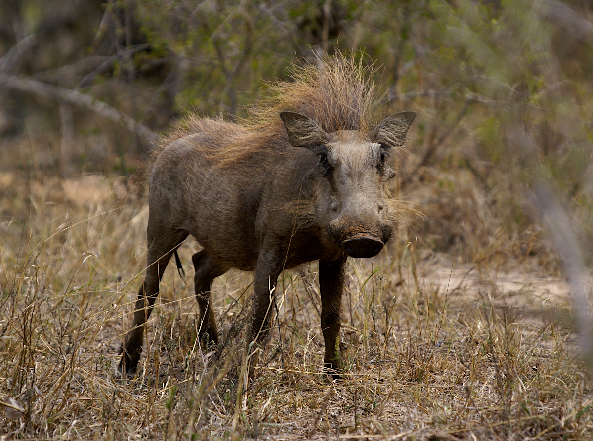 Warthog