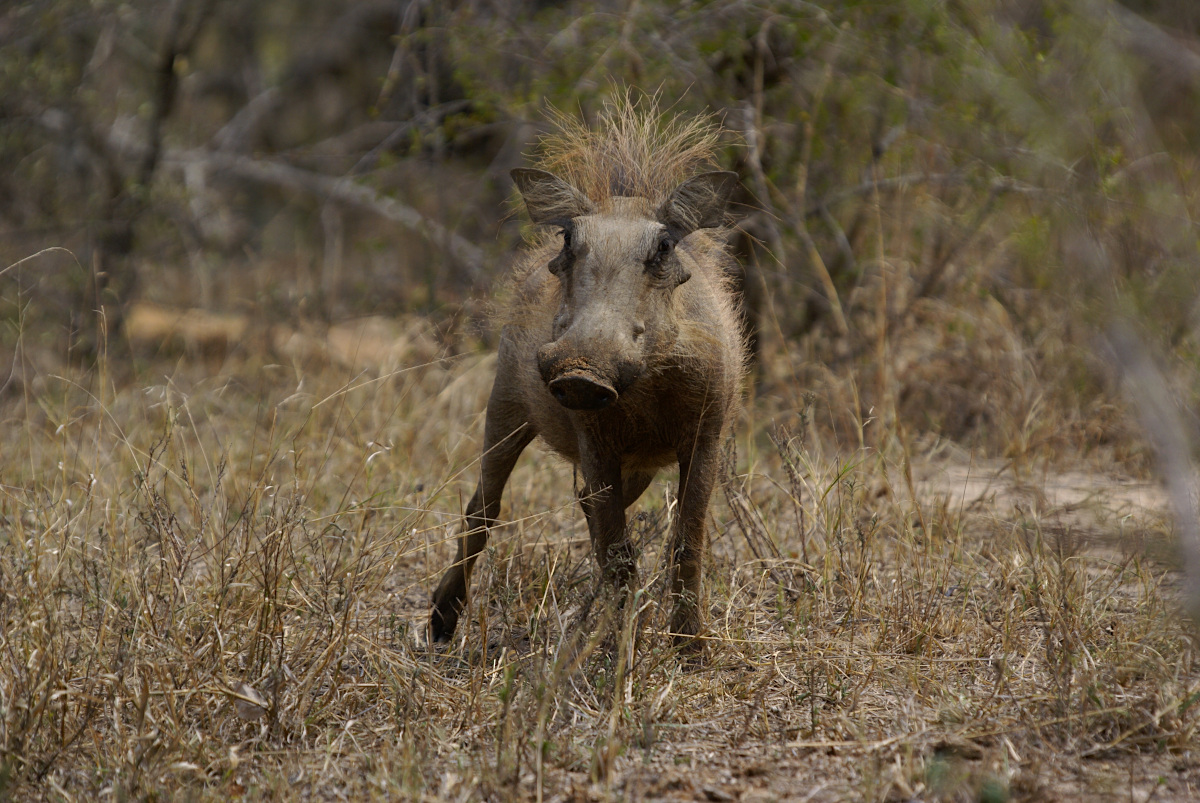 Warthog