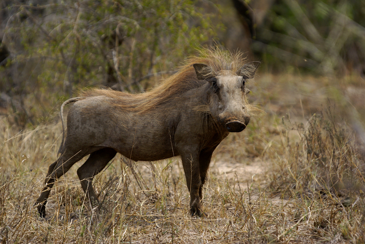 Warthog