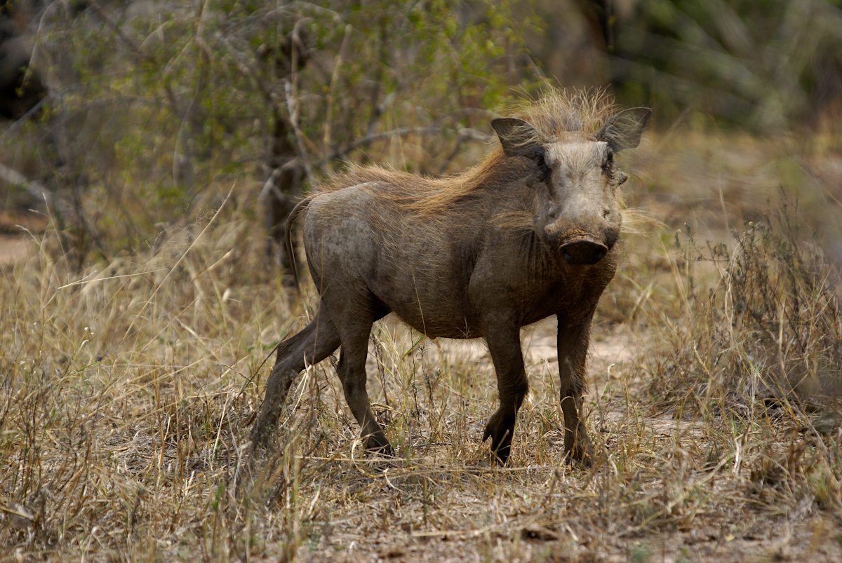 Warthog