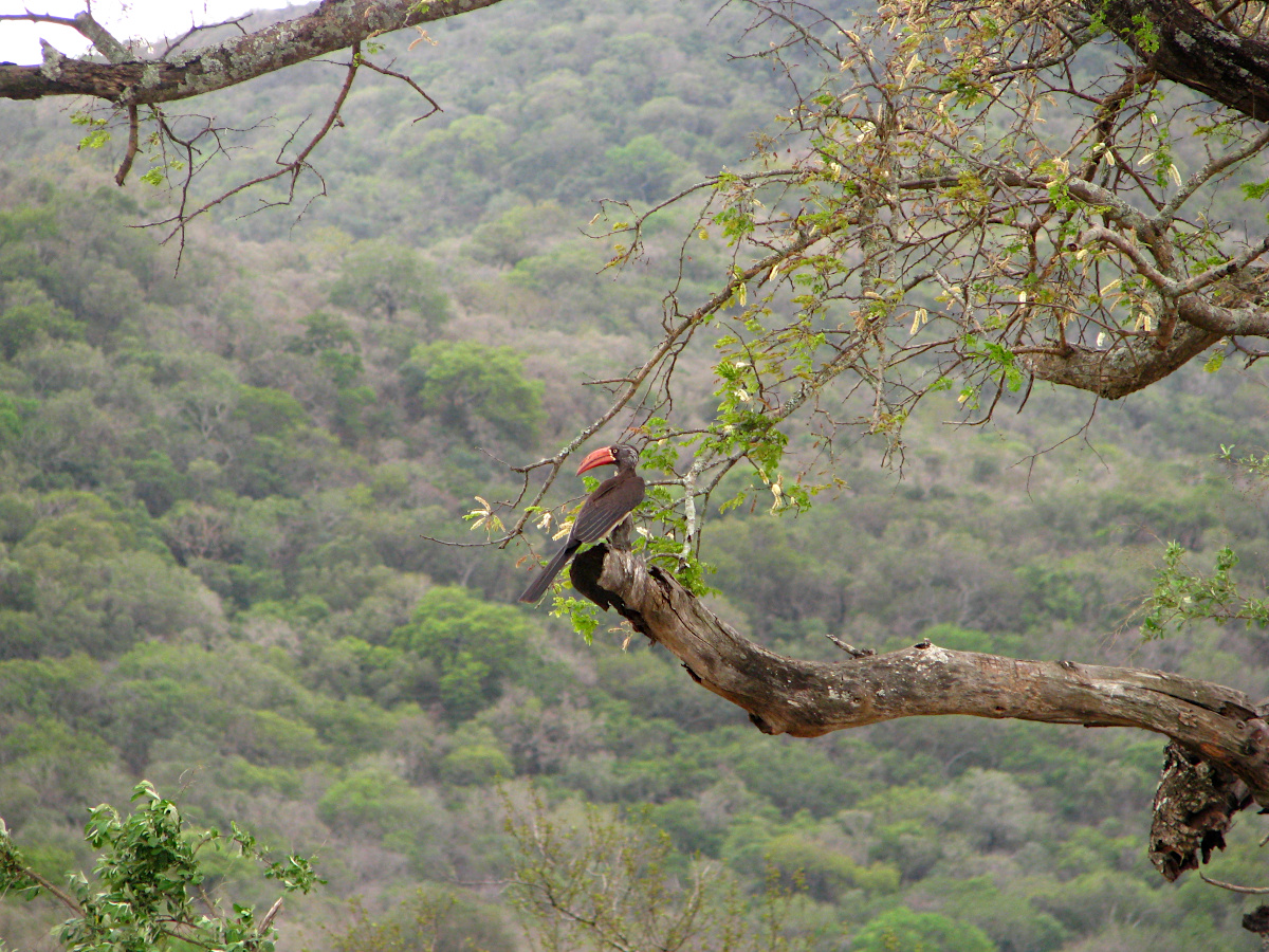 Crowned Hornbill