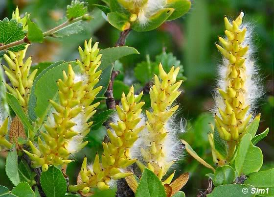Flowers of the Woody Willow / Salix lanata L