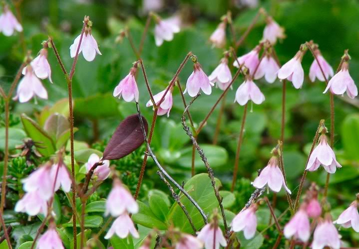 twinflower