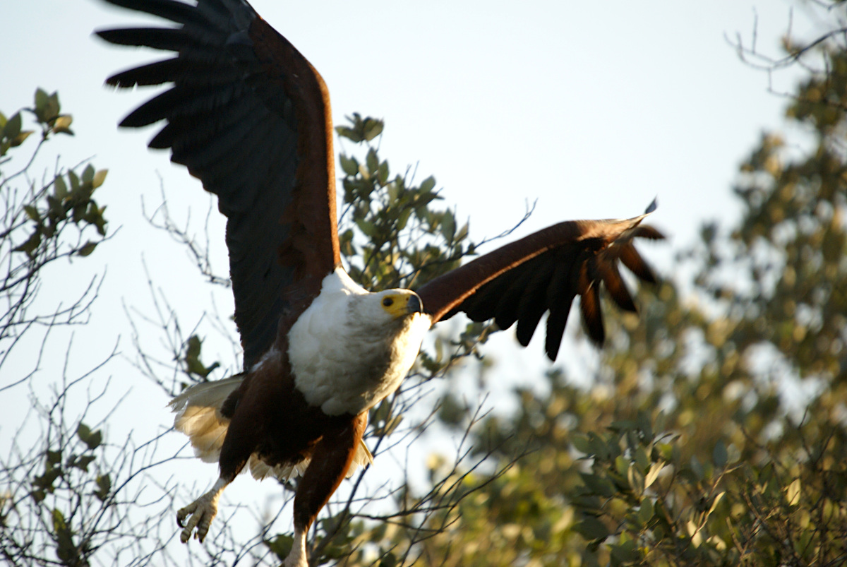 Fish Eagle in flight