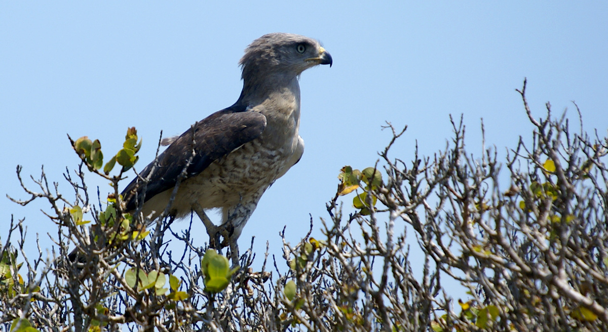 Banded Snake Eagle