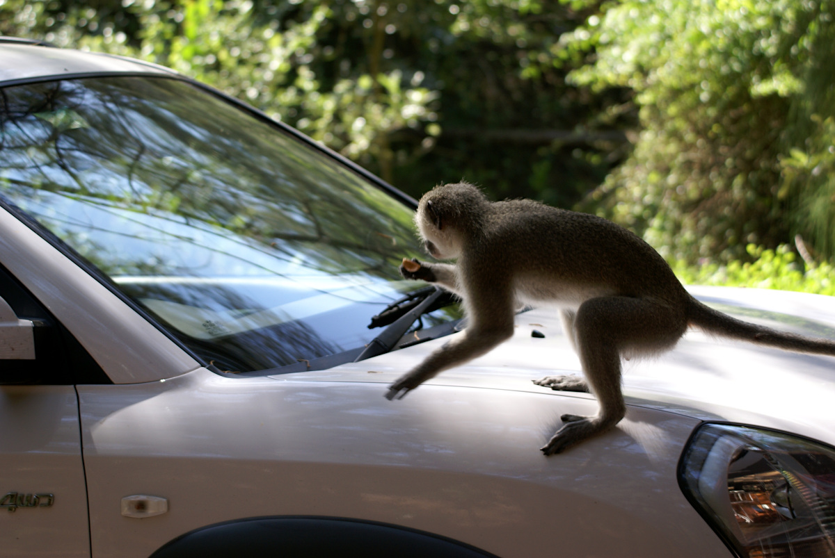 Verver monkey stealing Toffifee