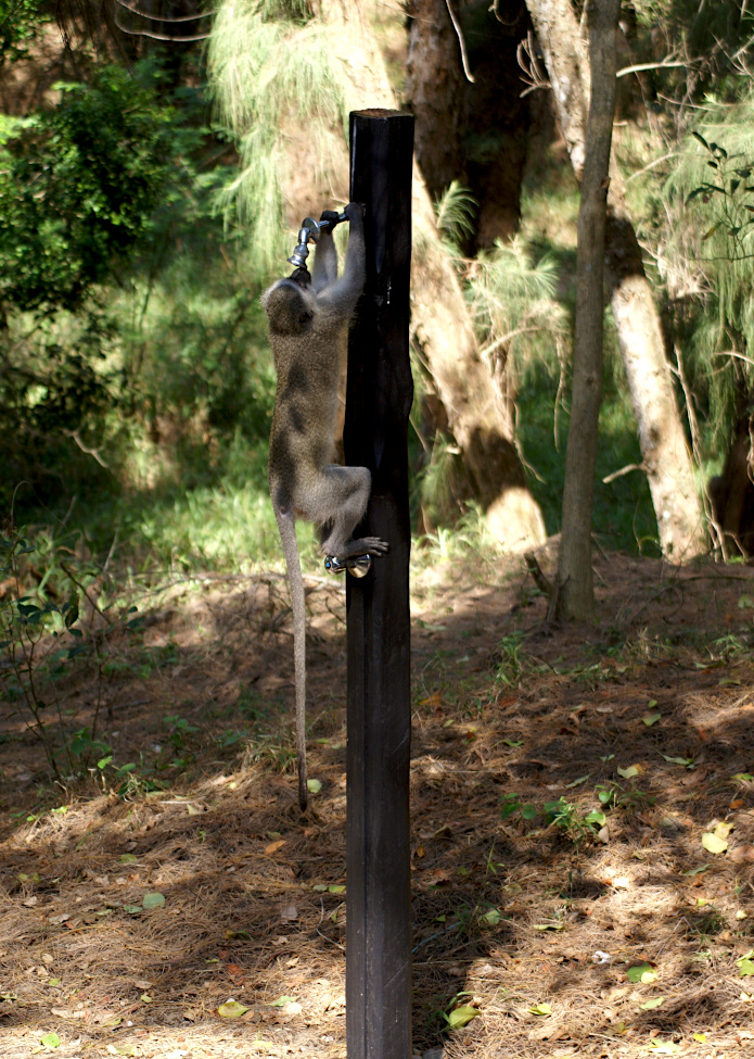 Vervet Monkey drinking water