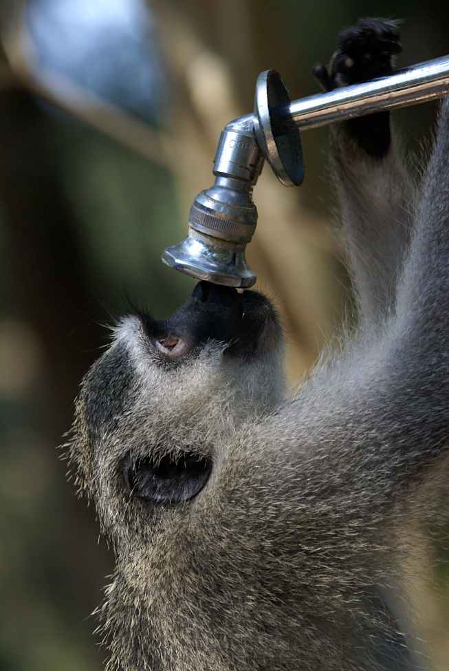 Vervet Monkey drinking water