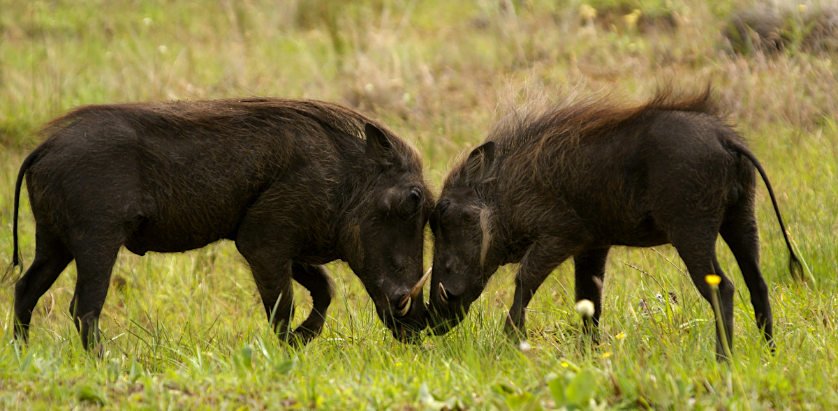 Warthogs