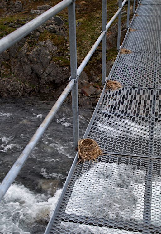 Birds nest on the Suspension Bridge