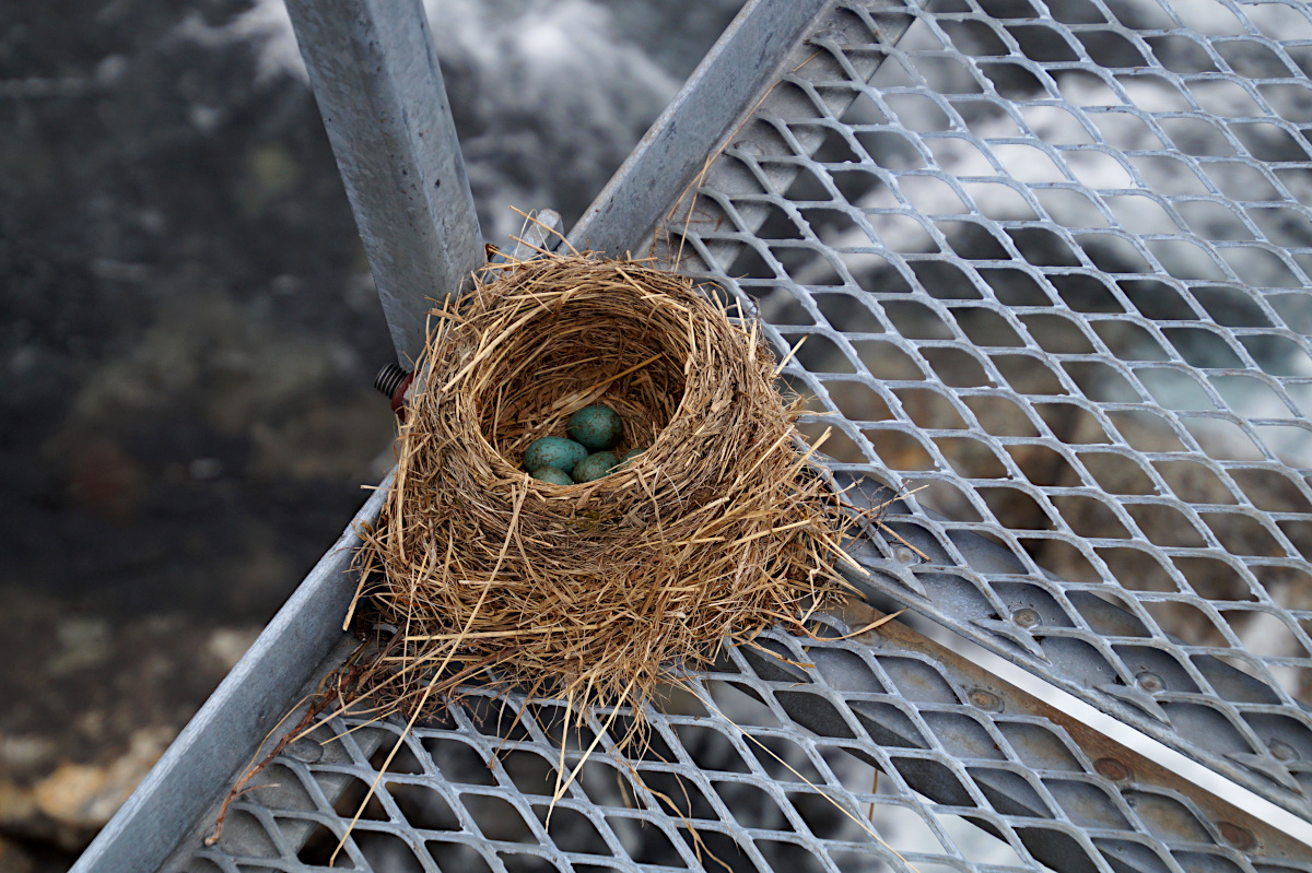 Birds nest on the Suspension Bridge