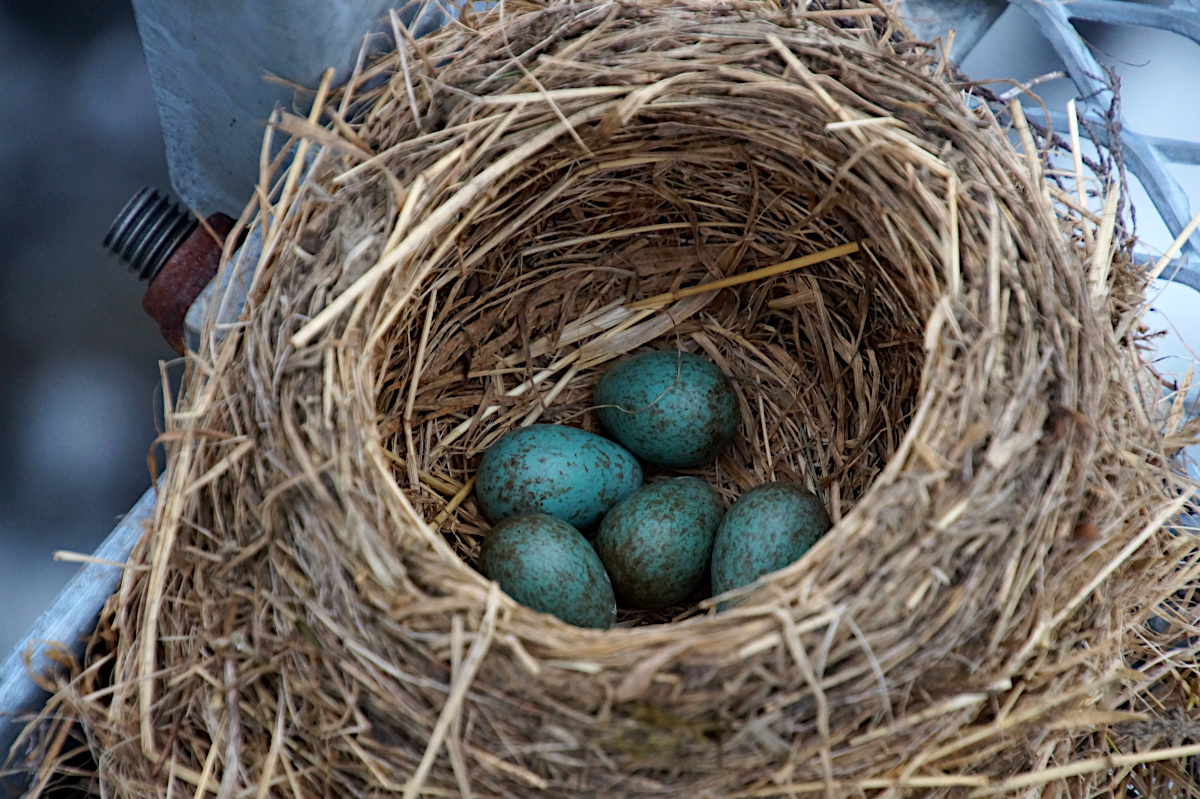 Birds nest on the Suspension Bridge