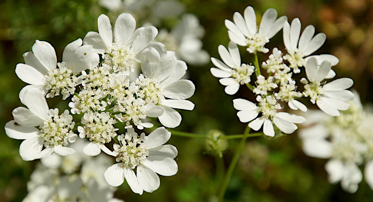 Wildflowers, Kotor