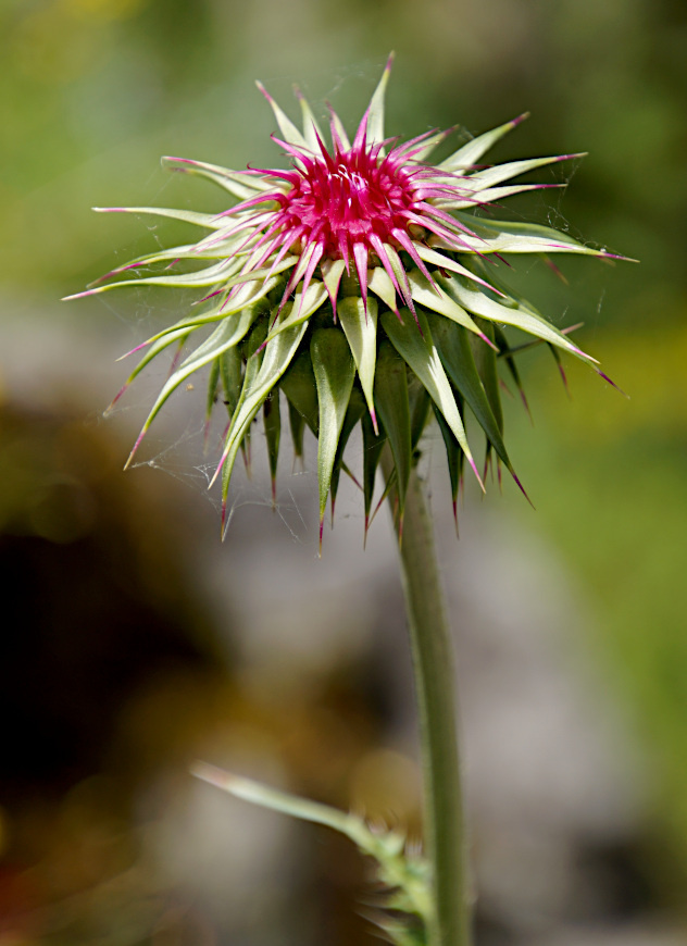 Wildflower, Kotor