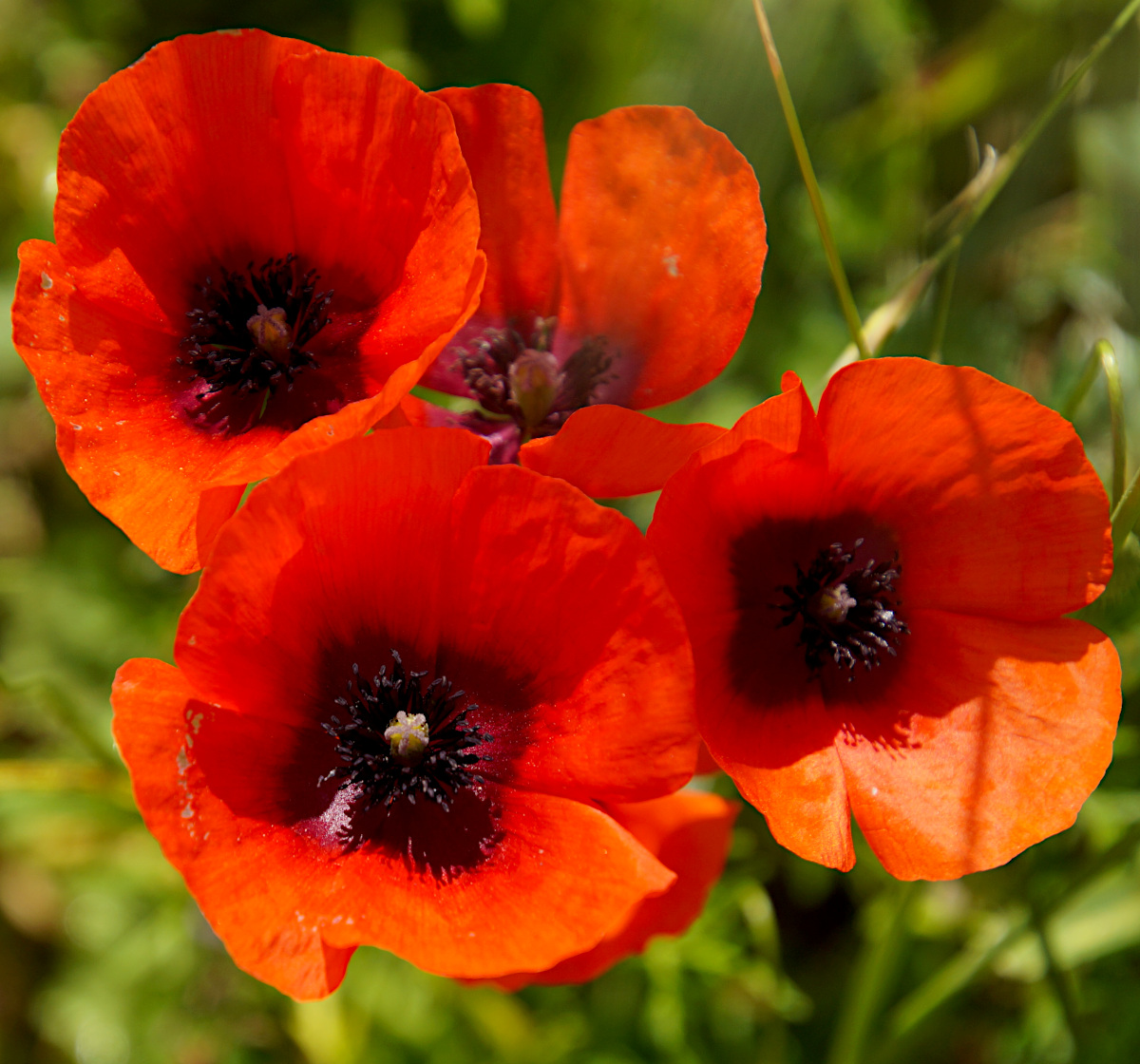 Poppies