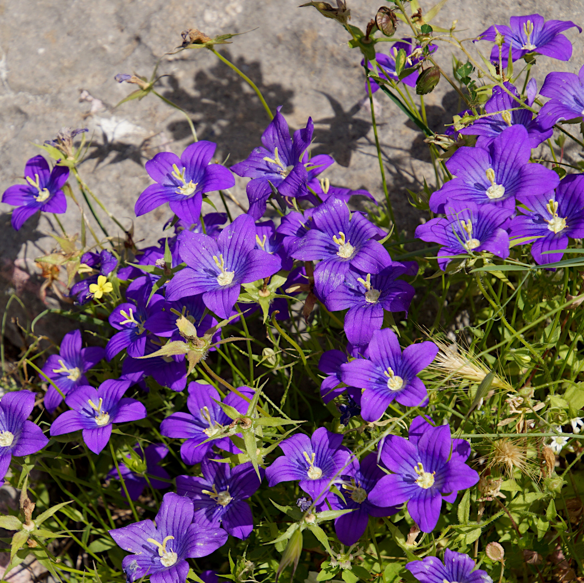 Wildflowers, Kotor