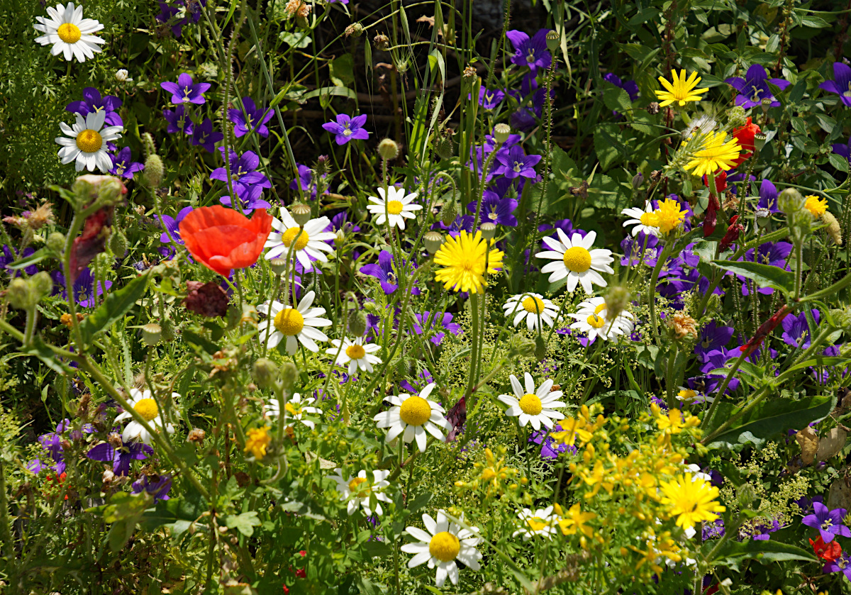 Wildflowers beside the hiking trail