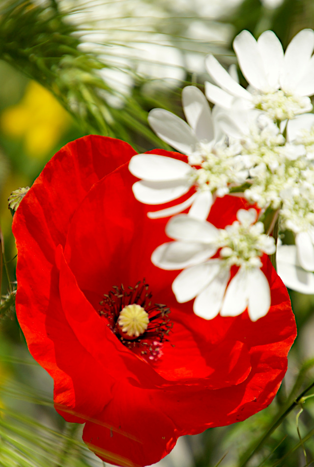 Poppies