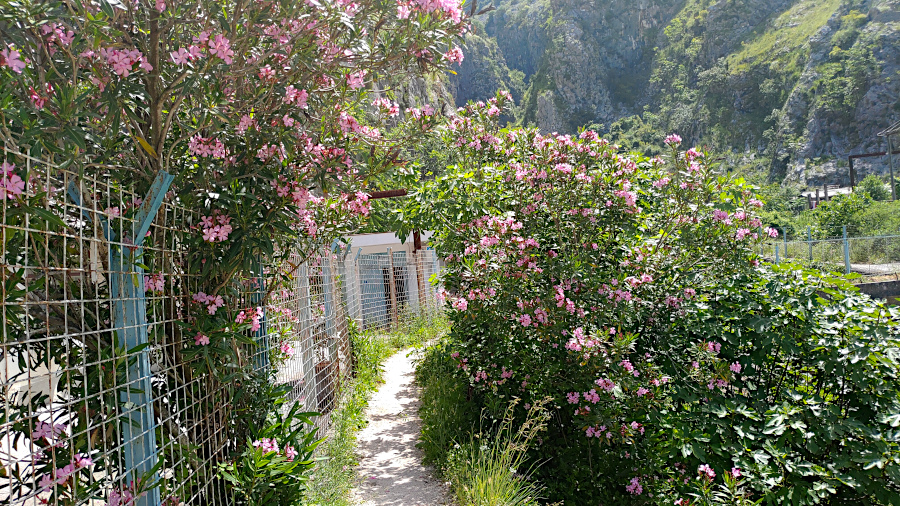 Oleander in bloom at the start of the hiking trail