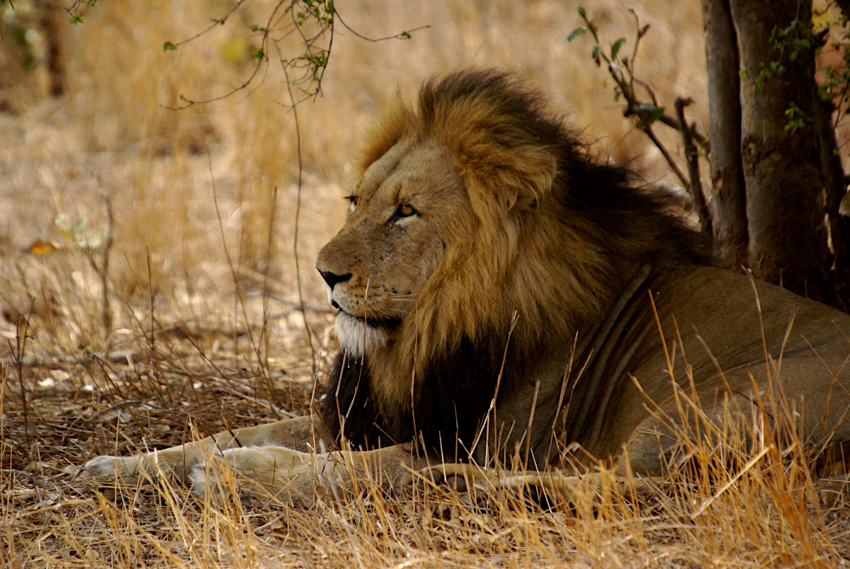 Lion in Kruger National Park