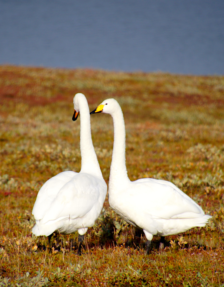 whooper swan