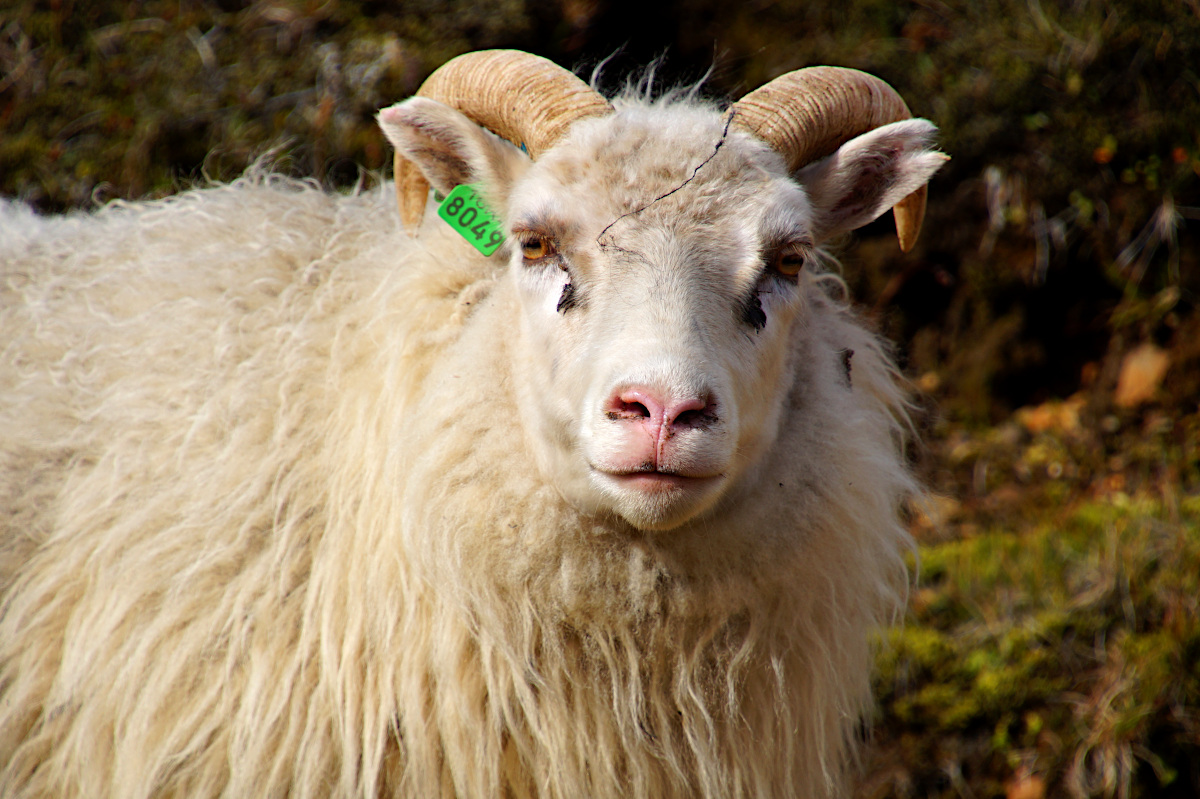 Landmannalaugar