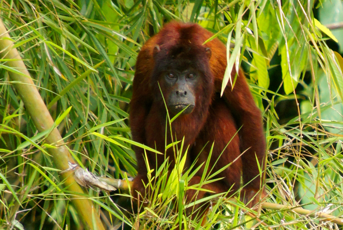 Red Howler Monkey, Manú National Park