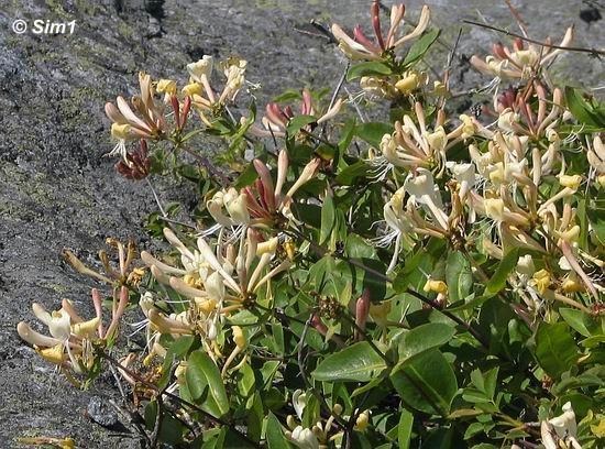 Wild Honeysuckle